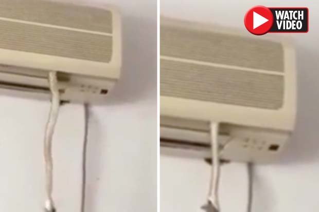 Video: Rắn chui ra từ điều hòa và điều bất ngờ xảy ra sau đó - 1