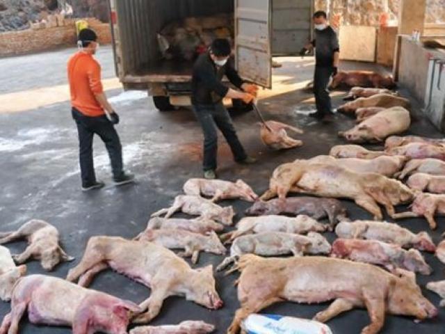 Thị trường - Tiêu dùng - NÓNG: Trung Quốc phát hiện dịch tả lợn châu Phi "sát vách" Lào Cai