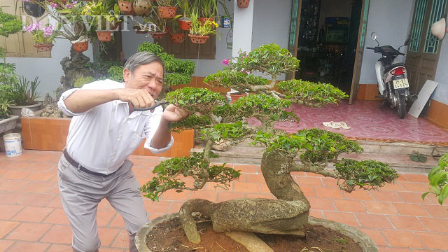 &#34;Phát sốt&#34; với &#34;cụ&#34; duối lùn dáng long, giá 100 triệu ở Ninh Bình - 1