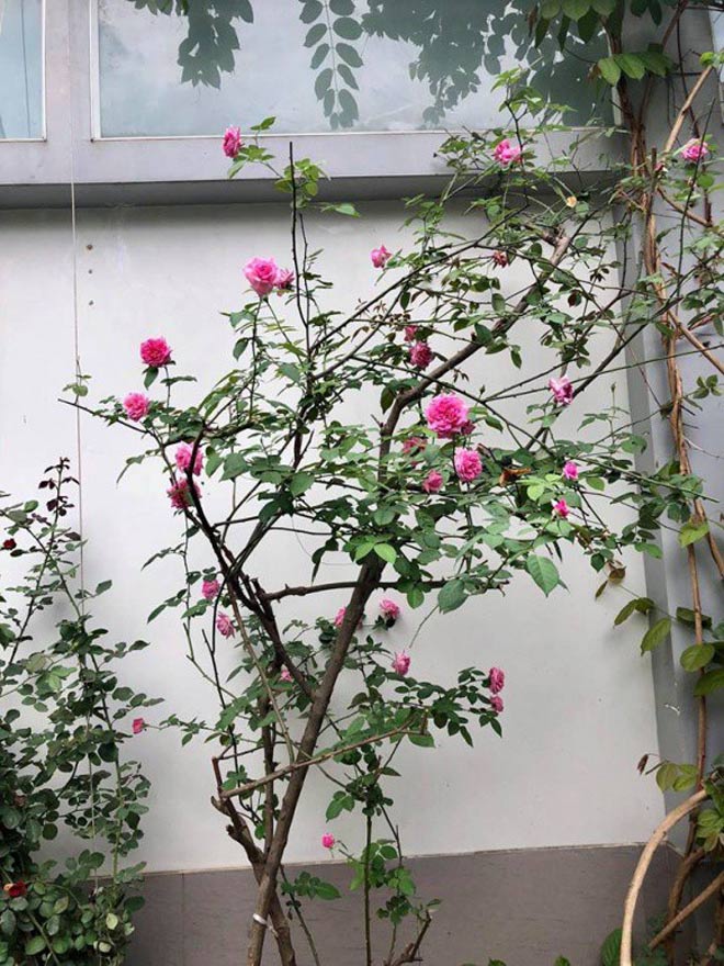 Mái ấm hạnh phúc của vợ chồng NSND Hồng Vân sau 15 năm hôn nhân - 2