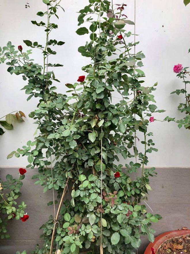 Mái ấm hạnh phúc của vợ chồng NSND Hồng Vân sau 15 năm hôn nhân - 3