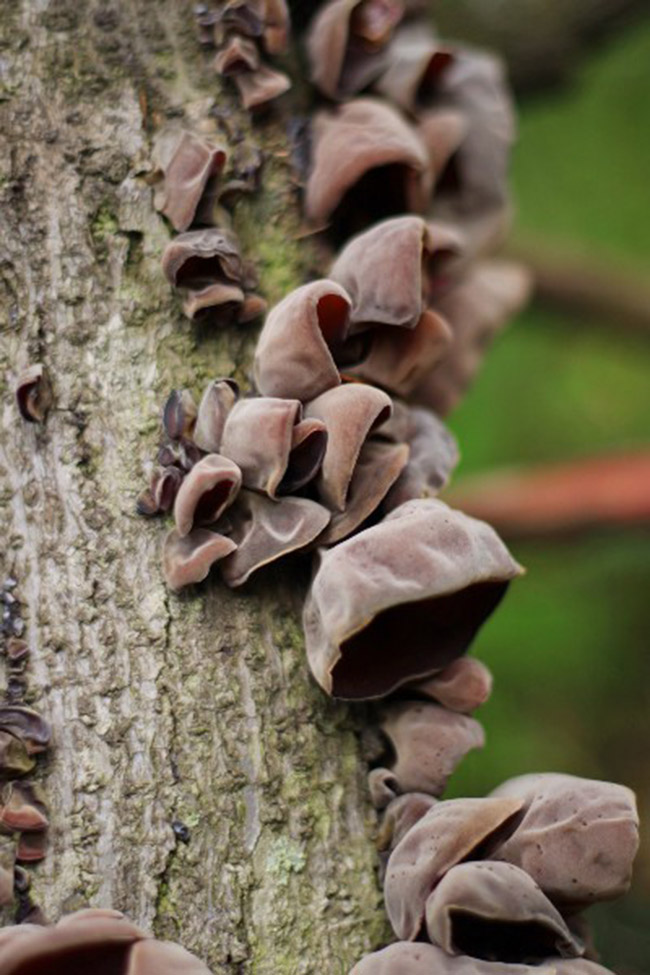Loại nấm này mọc nhiều trên các thân cây.