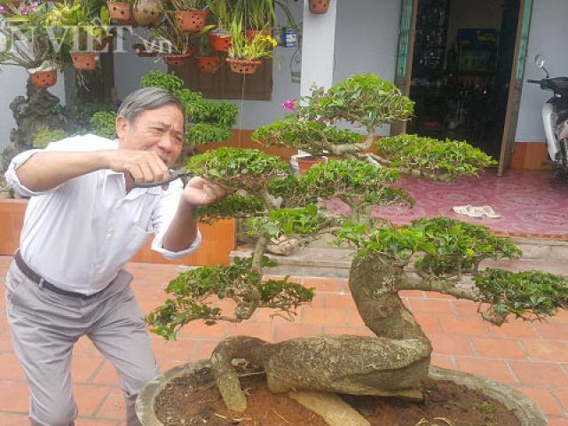 Thị trường - Tiêu dùng - "Phát sốt" với "cụ" duối lùn dáng long, giá 100 triệu ở Ninh Bình