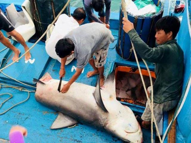 Dân thích thú với thịt cá mập giá 50 ngàn/kg
