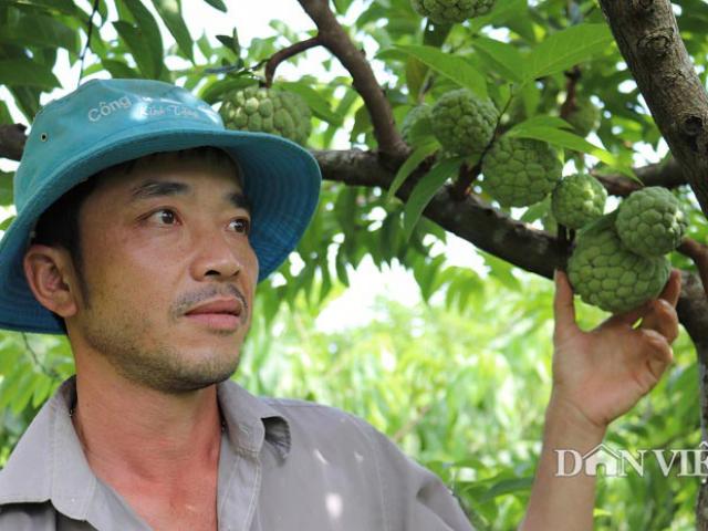 Thị trường - Tiêu dùng - Trai phố núi trồng cây ra quả toàn là mắt, lãi 100 triệu đồng