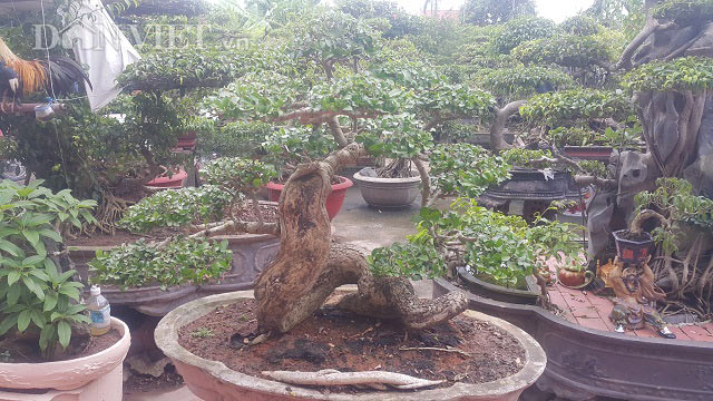 &#34;Phát sốt&#34; với &#34;cụ&#34; duối lùn dáng long, giá 100 triệu ở Ninh Bình - 2