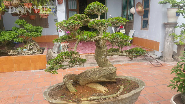 &#34;Phát sốt&#34; với &#34;cụ&#34; duối lùn dáng long, giá 100 triệu ở Ninh Bình - 4