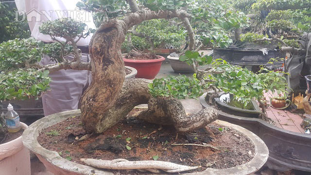 &#34;Phát sốt&#34; với &#34;cụ&#34; duối lùn dáng long, giá 100 triệu ở Ninh Bình - 5