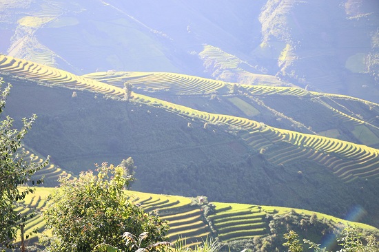 Vàng rực, kỳ vĩ những thửa ruộng bậc thang cao 2.000m ở Bắc Yên - 3