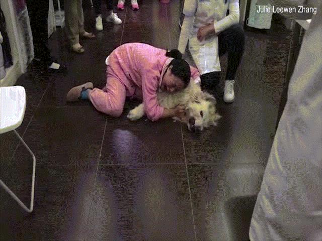 Thế giới - TQ: Đau đớn khóc thảm thiết vì chó đem từ Mỹ về bị hàng xóm đầu độc