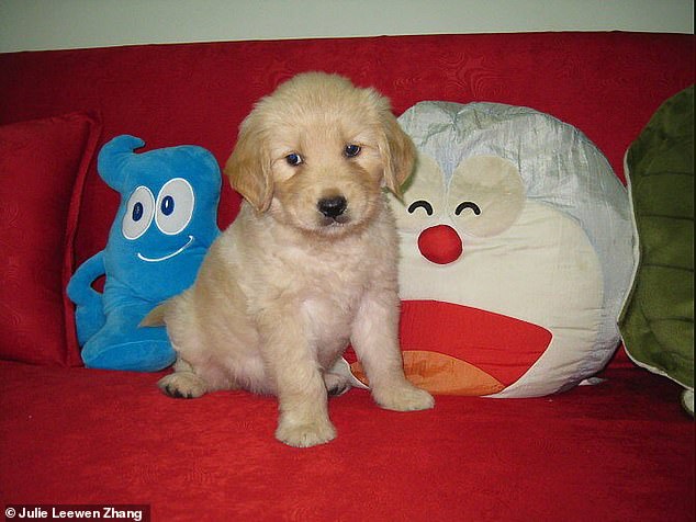 TQ: Đau đớn khóc thảm thiết vì chó đem từ Mỹ về bị hàng xóm đầu độc - 3