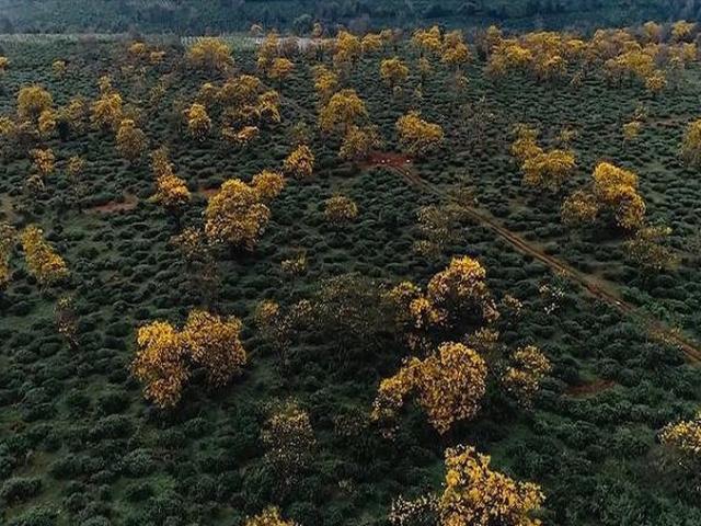 Du lịch - Ngẩn ngơ trước vẻ đẹp của Gia Lai mùa hoa muồng vàng