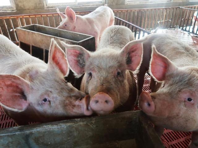 Thị trường - Tiêu dùng - Giá heo hơi hôm nay 25/10: Đang từ "đỉnh cao", giá lợn hơi giảm liên tục