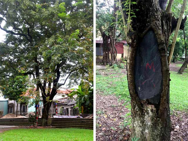 Tin tức trong ngày - Ly kỳ trộm rải đinh, khóa cổng nhà dân trước khi cưa sưa quý