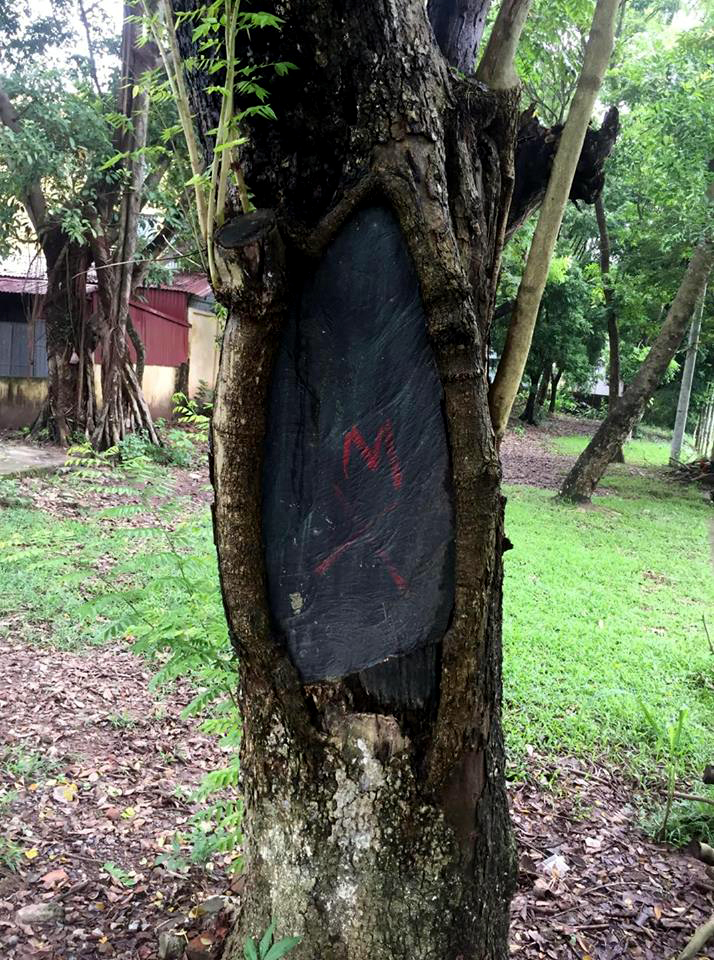 Ly kỳ trộm rải đinh, khóa cổng nhà dân trước khi cưa sưa quý - 2