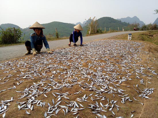 Chùm ảnh: Kiếm bộn tiền từ nghề cá khô sông Đà - 1