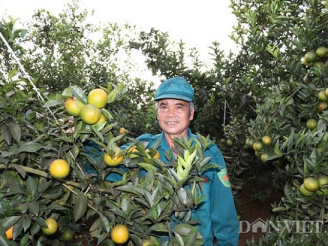 Thị trường - Tiêu dùng - Vừa trồng cam vừa "run", nào ngờ vụ đầu đã thắng lớn