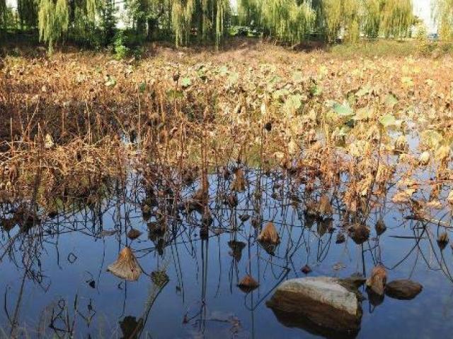 Thị trường - Tiêu dùng - Trồng thứ "bổ ra toàn lỗ thủng", thu về hàng chục triệu/ngày