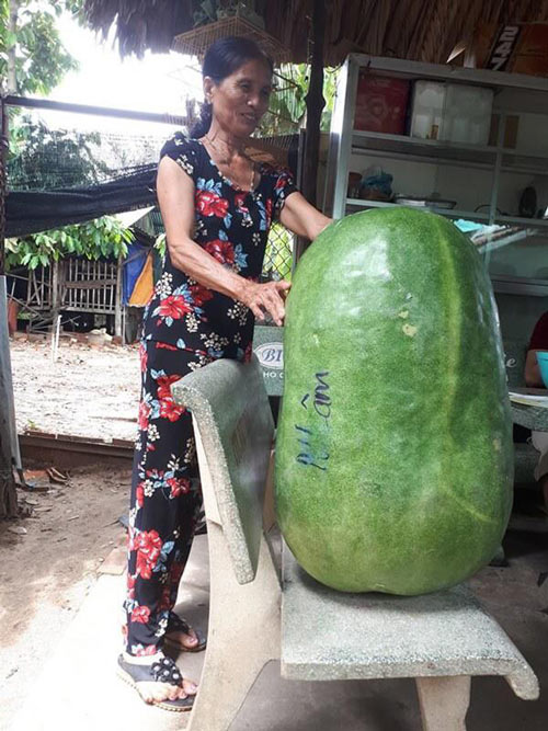 Sửng sốt quả bí “đè chết người”, khi biết nguồn gốc còn sốc gấp bội - 4