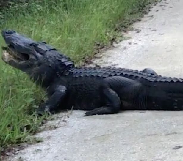 Video: Cảnh cá sấu nghiền nát rùa làm bữa trưa gây hãi hùng - 1