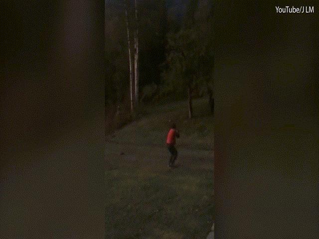 Thế giới - Hãi hùng cảnh gấu đen bị bắn vẫn đứng dậy đuổi theo người ở Canada