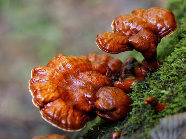 Sức khỏe đời sống - Dùng theo cách này, nấm linh chi thành 'độc dược'