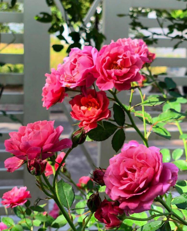 Biệt thự 22 tỷ của MC Quyền Linh và vợ đại gia sau tu sửa trông thế nào? - 8