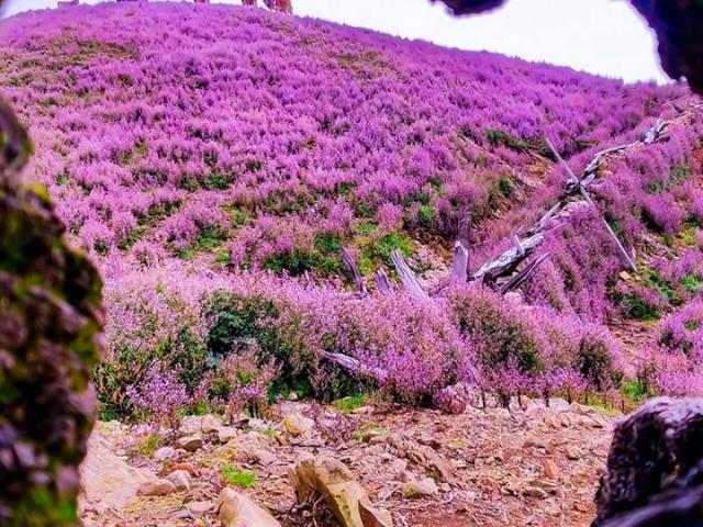 Du lịch - Cưỡi "sống lưng" Tà Chì Nhù ngắm hoa tím đẹp lịm tim đến mê mẩn