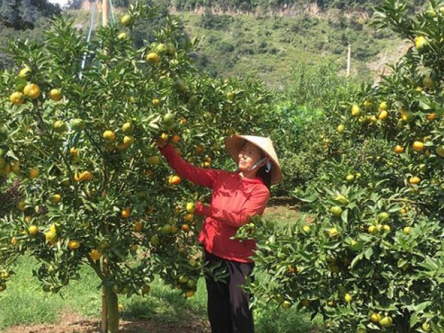 Thị trường - Tiêu dùng - Trồng cây "Noel" trên đất dốc, trái treo trĩu cành, lãi 600 triệu/năm