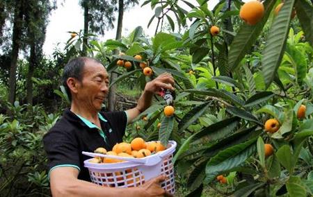 Lãi đậm nhờ &#34;trốn vợ&#34; trồng cây thảo dược trăm năm - 1