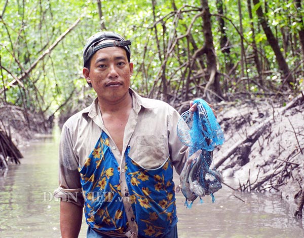 Lội rừng ngập mặn ở Đất Mũi “săn” loài cá kỳ lạ nhất hành tinh - 3
