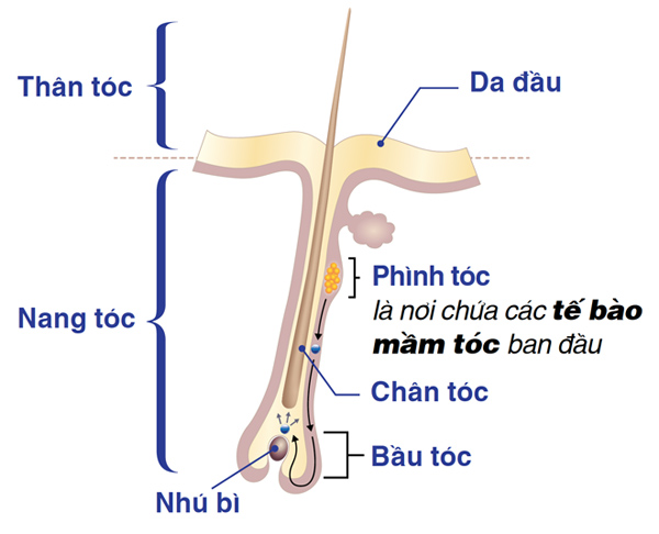 Đây mới là “chân lý” để tóc hết rụng, sợi mới mọc ra chắc khỏe bóng mượt - 2