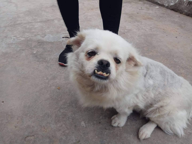 Có vẻ như nàng cún đã bị vẩu quá quy định rồi