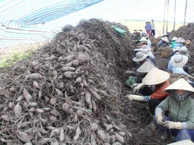 Thị trường - Tiêu dùng - Trung Quốc ngừng mua khoai lang, Vĩnh Long "cầu cứu" Bộ Nông nghiệp
