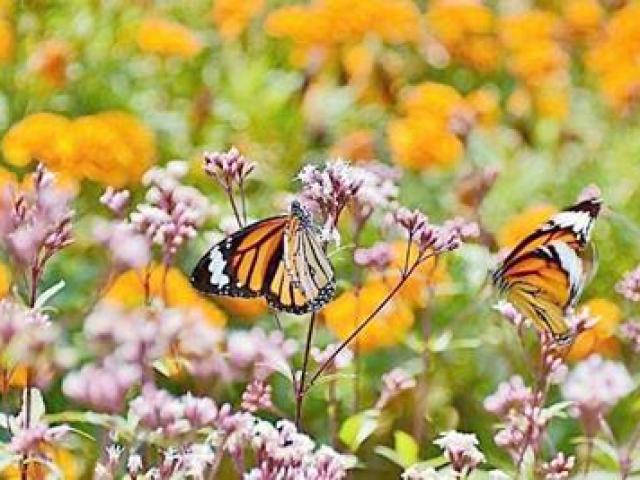 Thị trường - Tiêu dùng - Nuôi con đẹp mà "đoản thọ", một năm kiếm hàng trăm triệu đồng