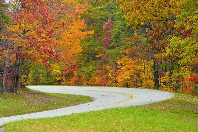 Con đường với những chiếc lá thu trải dài hai bên tại Tennessee.
