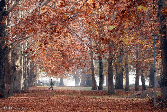 Con đường ở Srinagar, Ấn Độ rụng đầy lá thu.
