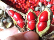 Thị trường - Tiêu dùng - &quot;Thủ phủ&quot; trồng đặc sản dổi đổi vàng 9999 xứ Mường vào mùa thu hoạch