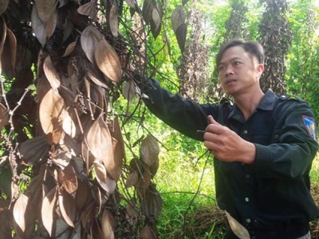 Thị trường - Tiêu dùng - Kon Tum: Hàng loạt trụ "vàng đen" chết đứng, nông dân "tiền mất, nợ mang"