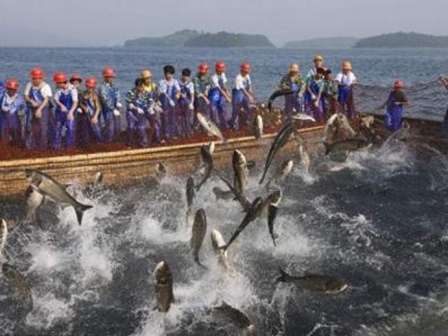 Thị trường - Tiêu dùng - Vợ chồng cùng bỏ việc lương cao về quê nuôi con "bơi lội tung tăng", thu tiền tỷ/năm