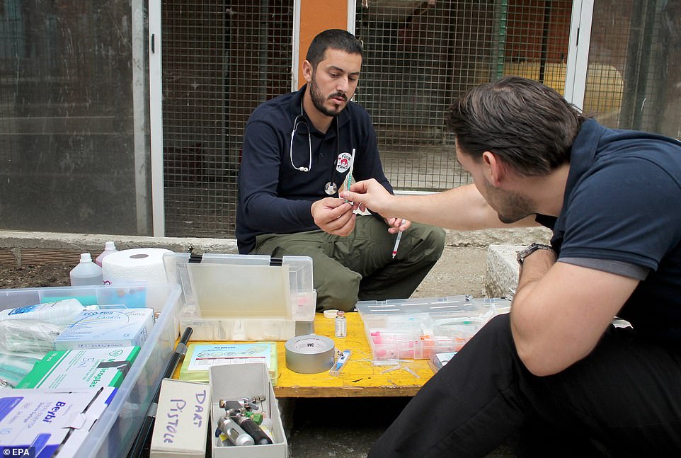 Giải cứu sư tử đói thảm hại trong “vườn thú địa ngục” ở Albania - 3