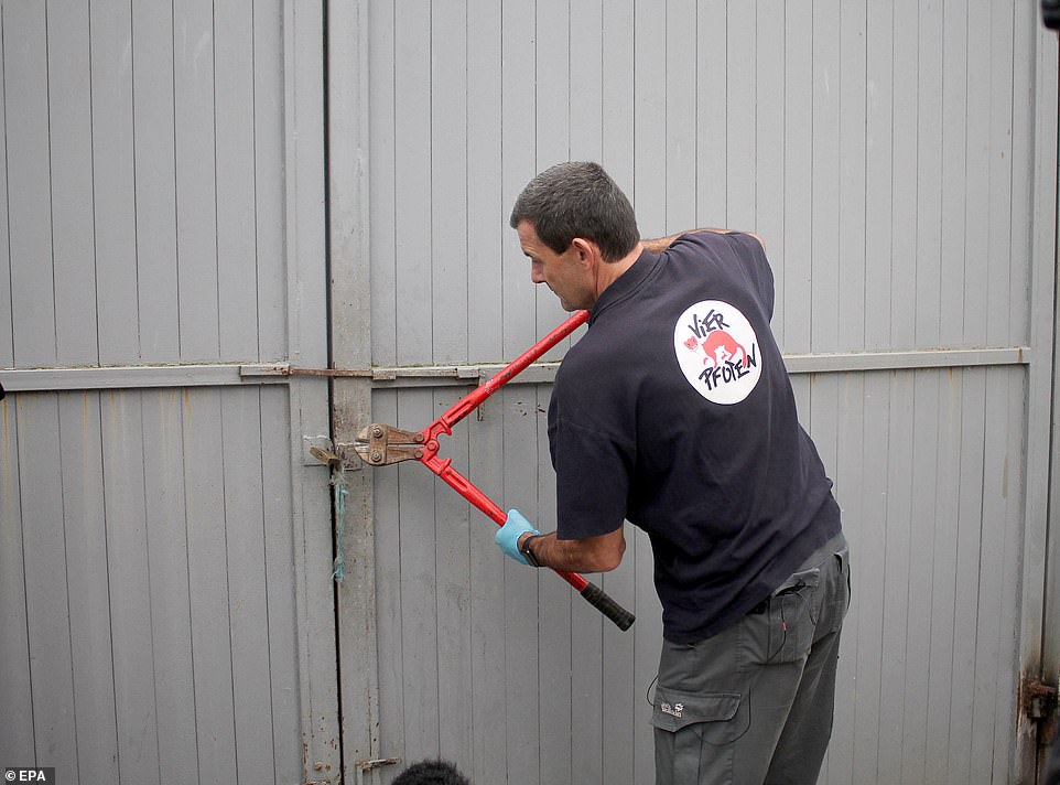 Giải cứu sư tử đói thảm hại trong “vườn thú địa ngục” ở Albania - 4