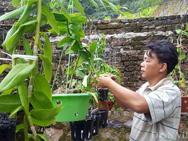 Thị trường - Tiêu dùng - Làm giàu khác người: Cả làng trồng na, 1 mình yêu hoa ra trăm triệu