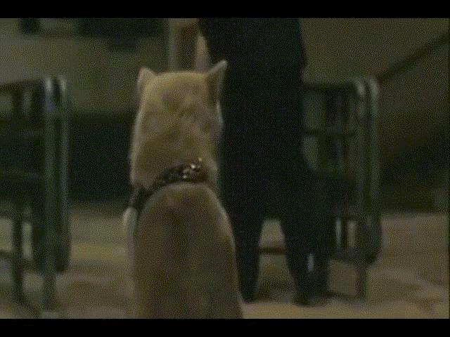 Chuyện xúc động về chú chó hơn 9 năm đợi chủ - Biểu tượng trung thành của nước Nhật