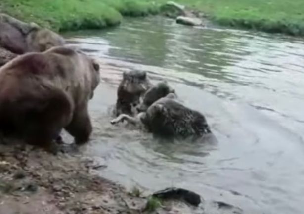 Video: Gia đình gấu đại chiến đàn sói và kết cục đẫm máu - 1