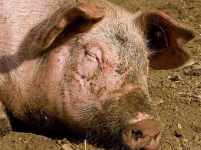 Thị trường - Tiêu dùng - Bỏ lợn nuôi loài "nhan nhản" ở Việt Nam, lãi ròng hơn nửa triệu/kg