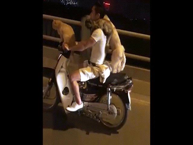 Tin tức trong ngày - Video: Hãi hùng màn chở chó, mèo bấu víu của thanh niên đầu trần