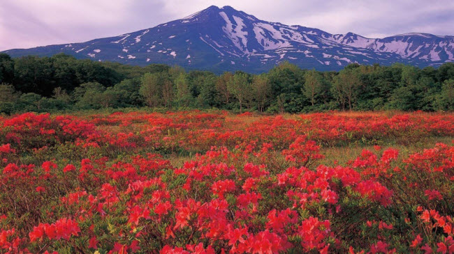 Núi Chokai, tỉnh Akita và Yamagata: Các tuyến đi bộ trên núi lửa Chokai, nằm giữa tỉnh Akita và Yamagata, đưa du khách qua các đầm lầy, cánh đồng hoa dại và hồ trên núi.