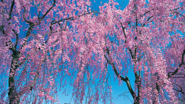 Hoa anh đào, tỉnh Aomori: Lâu đài Hirosaki ở tỉnh Aomori là địa điểm lý tưởng nhất để chiêm ngưỡng hoa anh đào nở vào mùa xuân ở Nhật Bản.