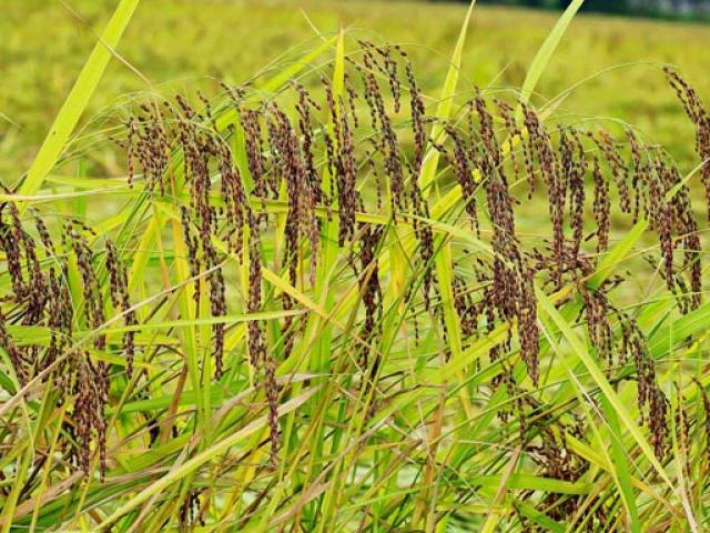 Thị trường - Tiêu dùng - "Kỳ lạ" loại lúa chín không ngả vàng, bán cao gấp 3 lần lúa thường